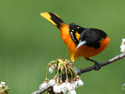 Baltimore oriole.