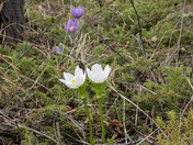 White crocus