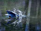 Great Blue heron fishing.