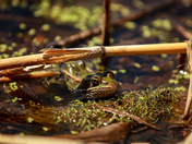 Hey, you can't see me