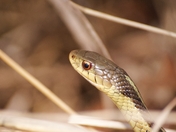 Eastern Garter Snake