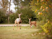 Doe and Fawn