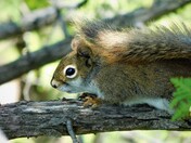 Curious Red Squirrel 