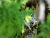 Curious Red Squirrel 