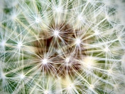Proverbial Dandelion - Beauty Lies In The Eyes Of The Beholder 