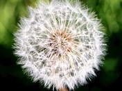 Proverbial Dandelion- Eyes Of The Beholder 