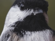 Black-capped chickadee headshot 