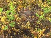 Motherhood in Nature 