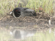 Loon On The Nest
