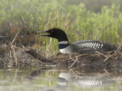 Loon On The Nest