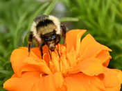 Bee on a Marigold Blossom