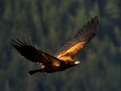 Golden Eagle