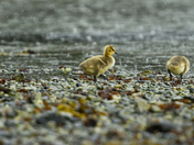 Canada Goose Goslings