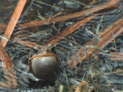 A  frog in it's natural habitat