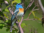 Male Lazuli Bunting