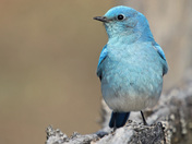Male Western Bluebird