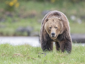 Rare opportunity, Vancouver Island Grizzly 