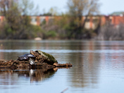 Snapping turtle having a little rest