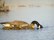 Mother Goose keeps a watchful eye on her young