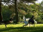 Oopsy! Ring-billed Gull collides with Canada Goose.
