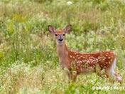 Whitetail Fawn