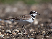 Killdeer