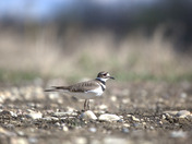 Killdeer