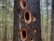 A Woodpecker's Tree