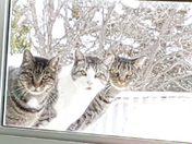 Hello, It is Cold out here