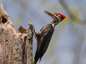 Pileated woodpecker (Dryocopus pileatus).