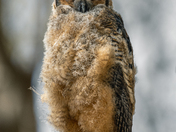Great horned owl (Bubo virginianus)