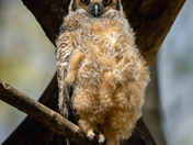 Great horned owl (Bubo virginianus)