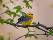 Prothonotary warbler