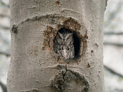 Screech owl