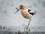 American Avocet