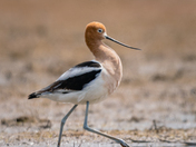 American avocet