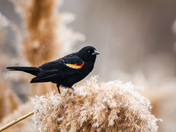 Red-winged blackbird.