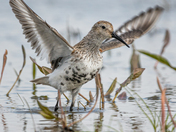 Sandpiper
