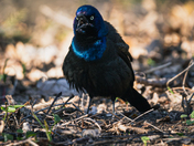 Grackle