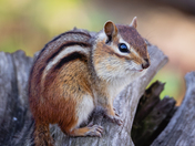 Chipmunk