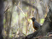 American robin