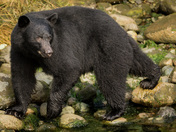 Black Bear Strikes a pose