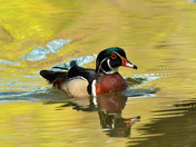 Wood Ducks