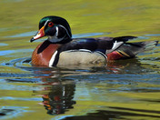 Wood Ducks