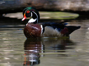 Wood Ducks