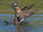 Wood Ducks