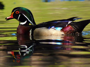 Wood Ducks