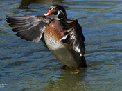 Wood Ducks