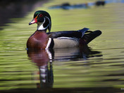 Wood Ducks