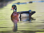 Wood Ducks